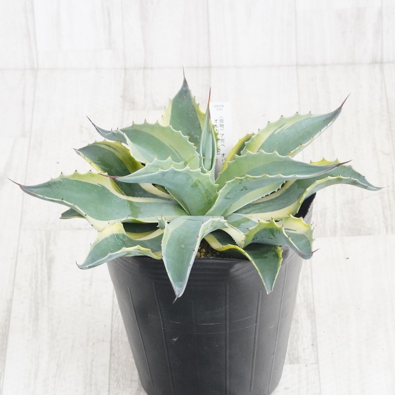 Ըʪե١Хƥեꥢ륫30cmNo.95486