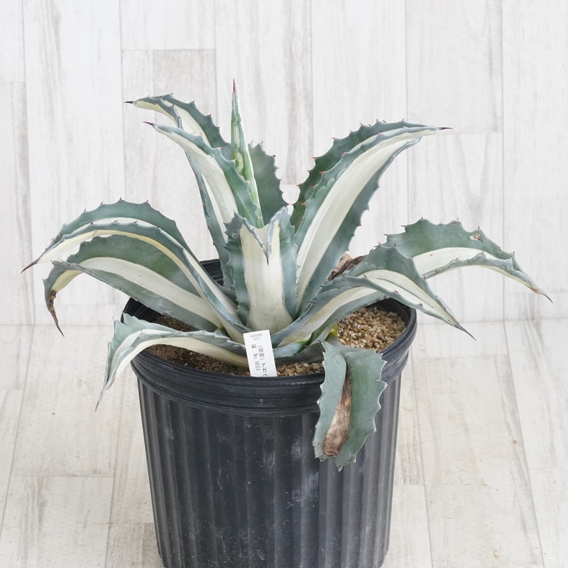 Ըʪե١ꥫʡڸ43cmNo.9551ȴ