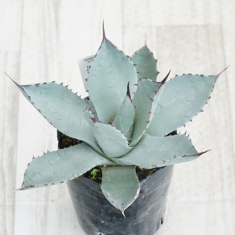 アガベ　特大株　輸入株　パリートランカータ アガベ パリー トランカータ （トルンカータ）輸入株