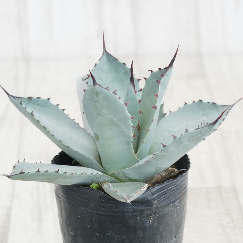 USA産現地株・アガベ パリー トランカータ USA産現地株・アガベ パリー トランカータ USA産現地株・アガベ