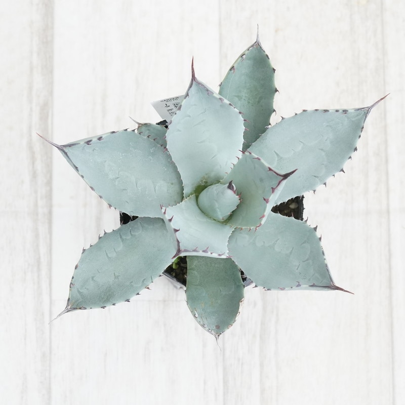 USA産現地株・アガベ パリー トランカータ 現物》アガベ パリー トランカータ 特選株 No.9575 3号 | | 現物