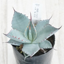 現物》アガべ パリー ホーチエンシス カラフルスパイン 特選株