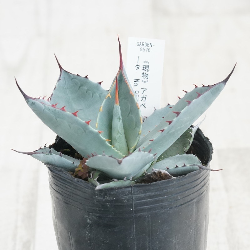 現物》アガベ パリー トランカータ 特選株 No.9576 3号 | | 現物販売