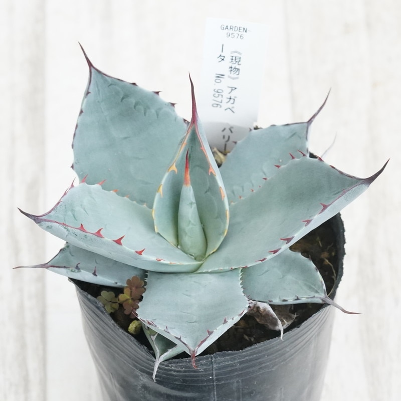 アガベ　パリー　トランカータ(現品) 現物》アガベ パリー トランカータ 特選株 No.9576 3号 | | 現物販売