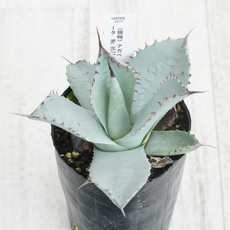 超厳選!! アガベ☆パリー・トランカータ 実生株 　良株即戦力 現物》アガベ パリー トランカータ 特選株 No.9577 3号 | | 現物