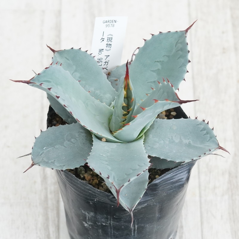 現物》アガベ パリー トランカータ 特選株 No.9578 3号 | | 現物