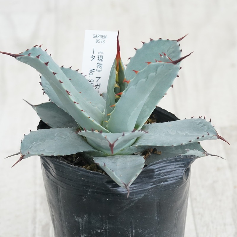 アガベ　パリー　トランカータ(現品) 現物》アガベ パリー トランカータ 特選株 No.9575 3号 | | 現物