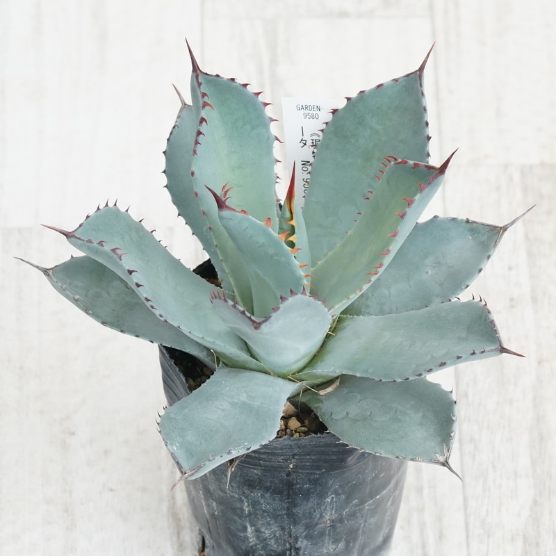 アガベ　パリー　斑入り　ボーダーガード　特価品の為値下げ不可　早い者勝ち‼️ 2025年最新】斑入りパリーの人気アイテム - メルカリ