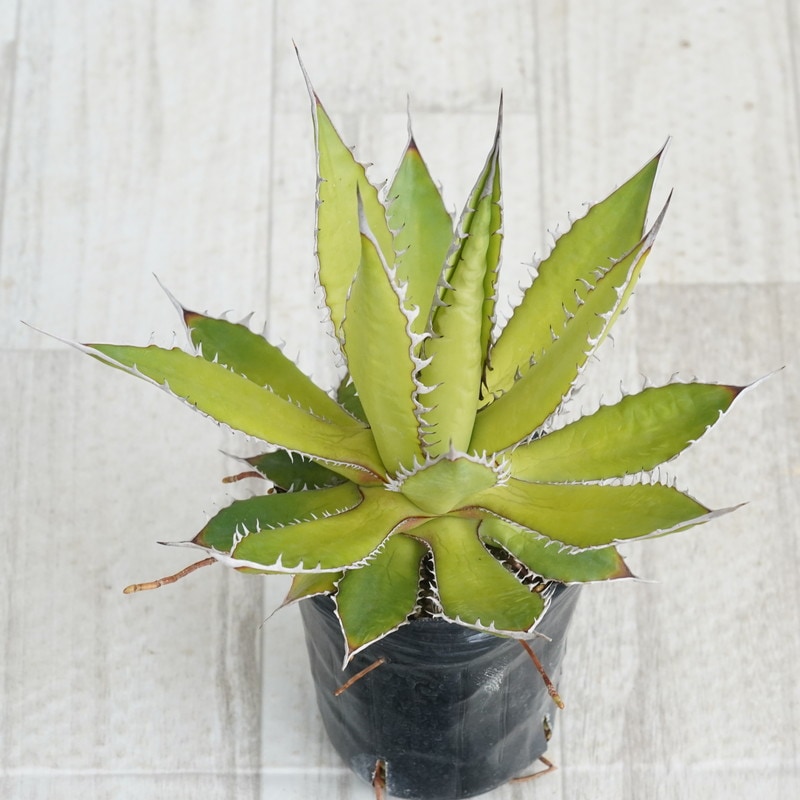 アガベ　ホリダ　大株 アガベ ホリダ 大株 Amazon.co.jp: アガベ ホリダ 大株 強棘