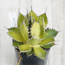 現物》アガべ オテロイ 特選子株 No.3-2 2号 | | 現物販売