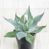 アガベ・ポタトラム「スノーフォール」4号ロングポット