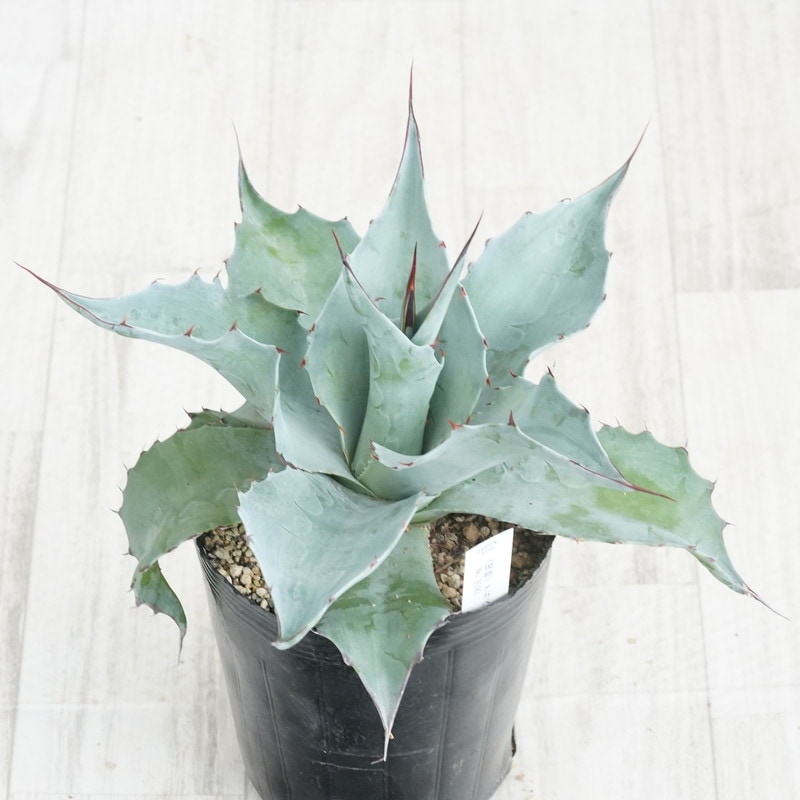オバティフォリア　アガベ　選抜株 現物》アガベ オバティフォリア 特選株 No.9590 5号 | | 現物