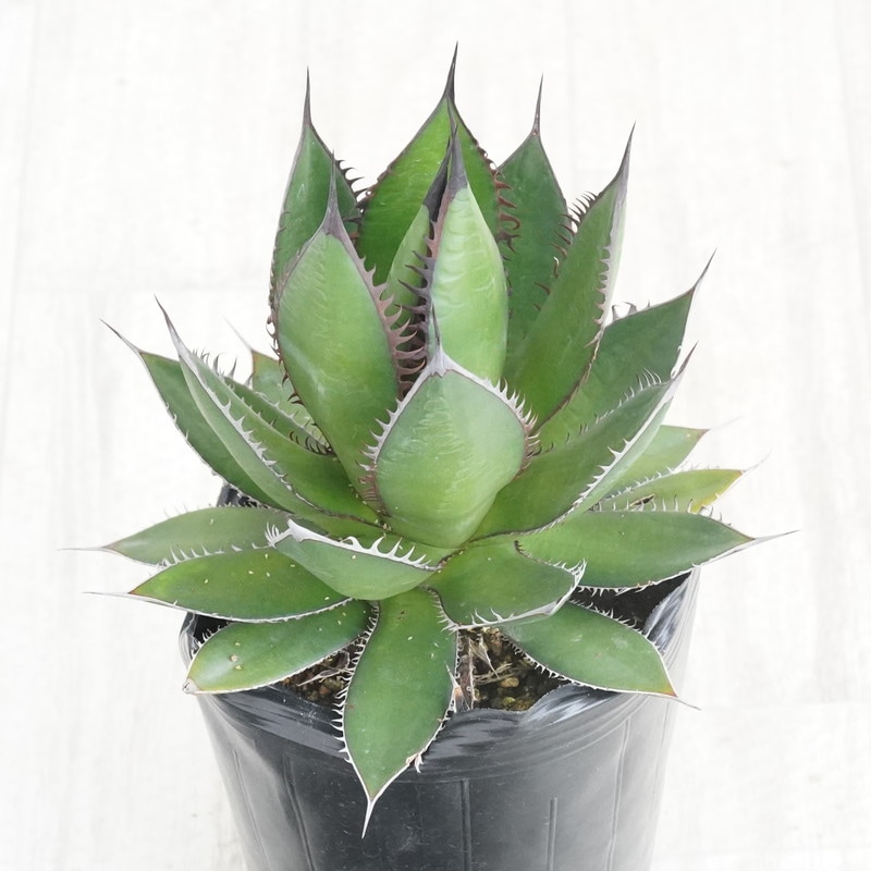 現物》アガベ ホリダ 特選株 No.9591 5号 | | 現物販売