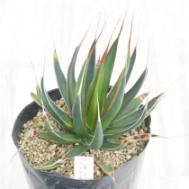 USA産現地株・アガベ パリー トランカータ 現物》アガベ パリー トランカータ 特選株 No.9575 3号 | | 現物