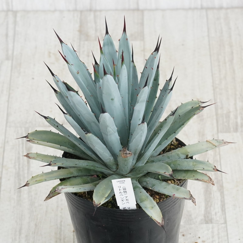 現物》アガベ マクロアカンサ リトルペンギン 特選株 No.9596 5