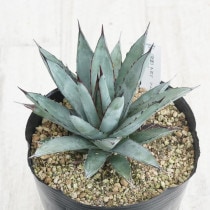 現物》アガベ パリー トランカータ 特選株 No.9578 3号 | | 現物