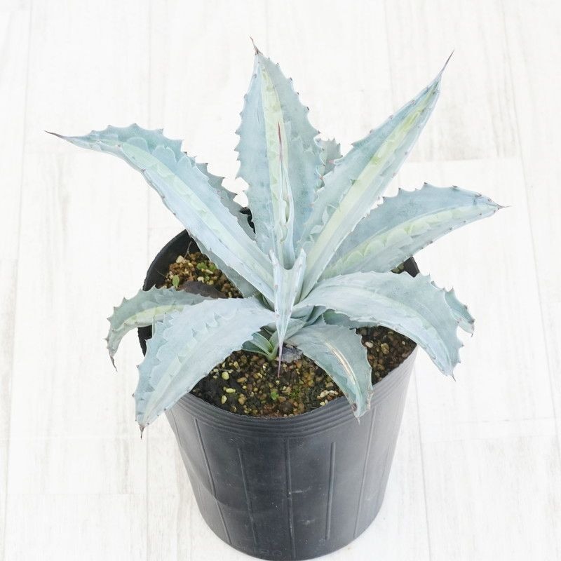 �����١��������ѥ����á�6�浬�ʡ���ȴ����