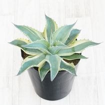 Agave アガベ チタノタ ブルー 105プレステラロング Agave アガベ チタノタ ブルー 105プレステラロング アガベ