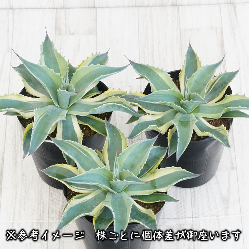 アガベ・オバティフォリア「オルカ」6号ロングポット | | アガベ
