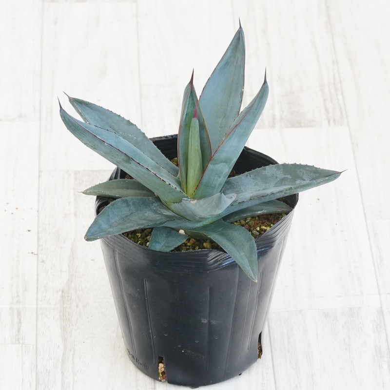 アガベ「シャークスキン」 5号ロングポット | | アガベ