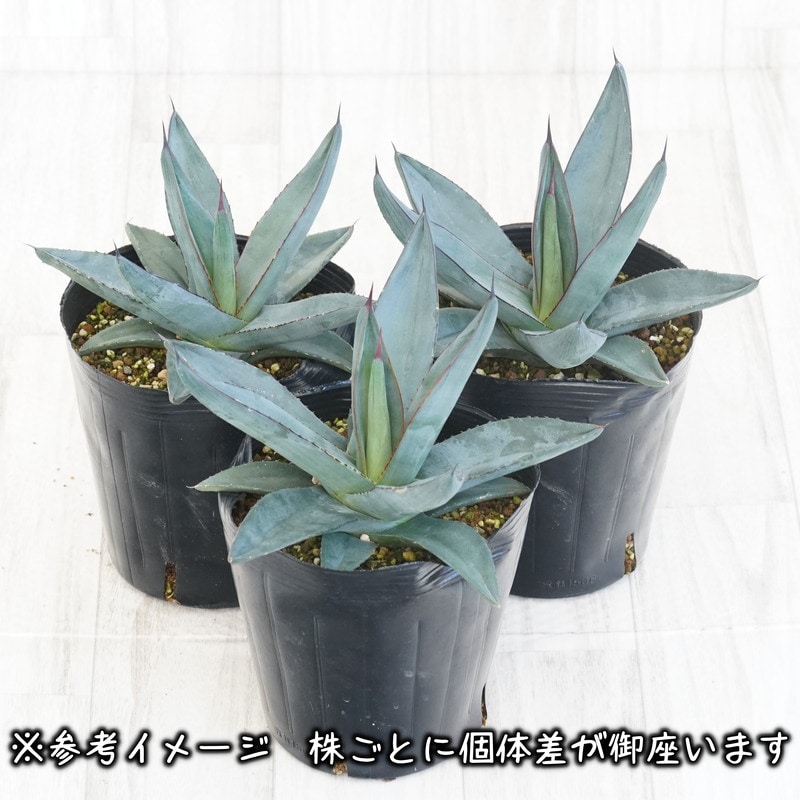 アガベ「シャークスキン」 5号ロングポット | | アガベ