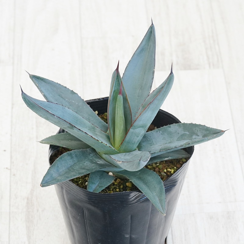 アガベ「シャークスキン」 5号ロングポット | | アガベ