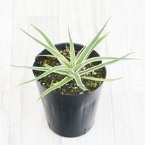 ١֥饯ƥ֥ƥ졼եȡס4󥰥ݥå