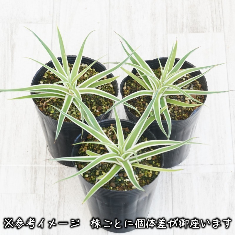 アガベ・ブラクテオーサ「モンテレー・フロスト」 4号ロングポット
