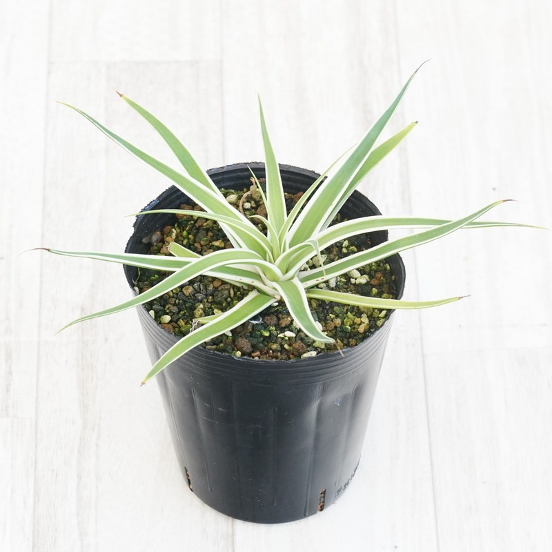 アガベ ブラクテオーサ モンテレイフロスト アガベ・ブラクテオーサ「モンテレー・フロスト」 4号ロングポット