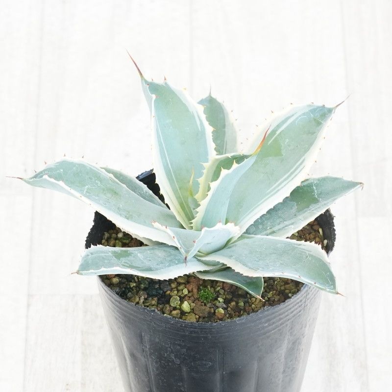 m*a様 アガベ スノーフォール アガベ・ポタトラム「スノーフォール」4号ロングポット | | アガベ