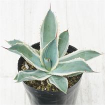 アガベ パリー E ロングスパイン アガベ パリー ハイブリッド O ロングスパイン 【公式通販】