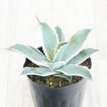 ١ݥȥ֥Ρե4󥰥ݥå