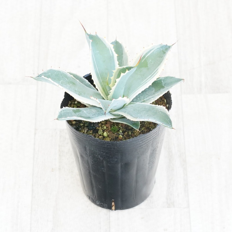 m*a様 アガベ スノーフォール アガベ・ポタトラム「スノーフォール」4号ロングポット
