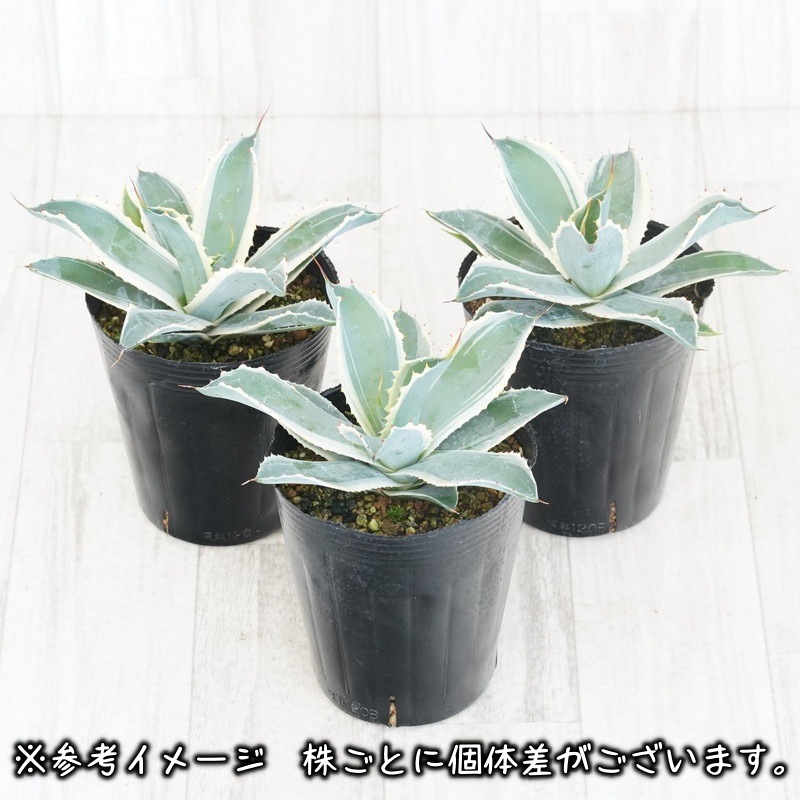 アガベ スノーフォール G42 アガベ potatorum snowfall 覆輪斑 スノー