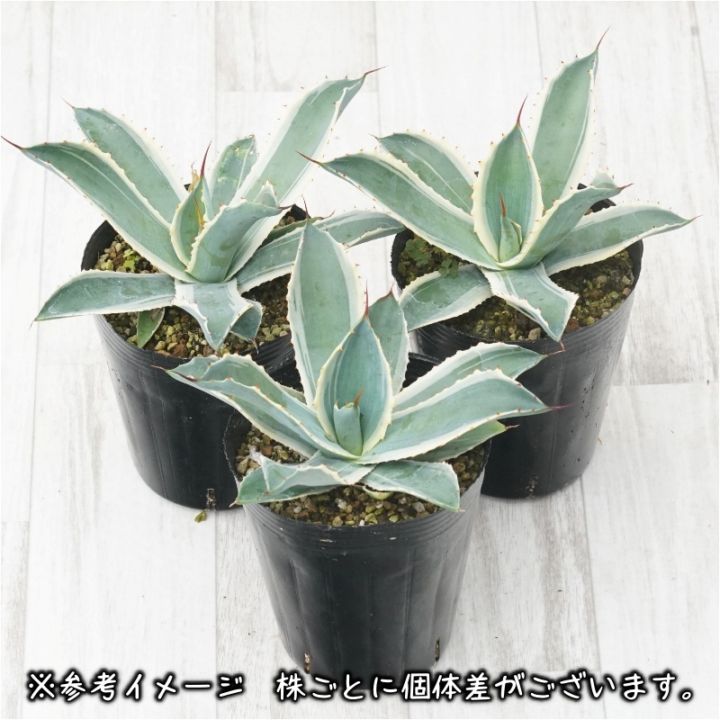 アガベ・ポタトラム「スノーフォール」4号ロングポット | | アガベ