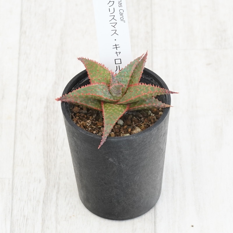 アロエ「クリスマス・キャロル」 2.5号鉢 | | 多肉・塊根植物,アロエ