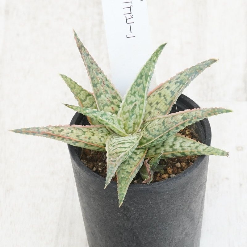 �������֥��ӡ��ס�2.5��ȭ