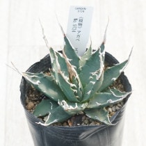 アガベ　リトルシャーク　特選株　球体　ドライガーデン　カクタス　大株　50cm アガベ リトルシャーク 特選株 球体 ドライガーデン カクタス 大株