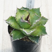 現物》アガベ リトルシャーク 特選株 No.9597 5号 | | 現物販売