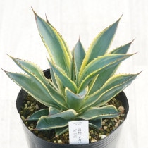 アガベ リトルシャーク 特選株 球体 ドライガーデン カクタス 大株