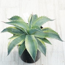 Ըʪե Хƥեꥢ륫˾No.97724