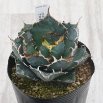 現物》アガベ パリー トランカータ 特選株 No.9580 3号 | | 現物販売