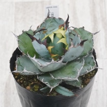 現物》アガベ パリー トランカータ 特選株 No.9576 3号 | | 現物