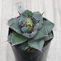 【No.19】アガベ パリートランカータ　紅黒棘 現物》アガべ パリー・トルンカータ 紅黒棘 特選株 No.9372 5号