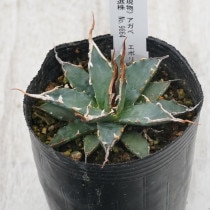 現物》アガベ エボリスピナ 陽炎 特選株 No.9803 3号 | | 現物販売