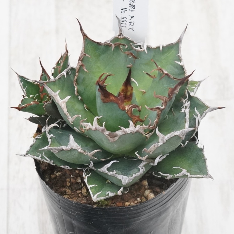 Ըʪե ΥҳդNo.99113