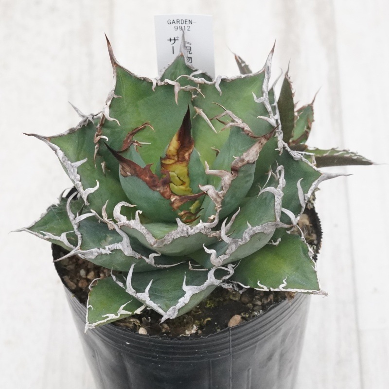 Ըʪե ΥҳդNo.99123