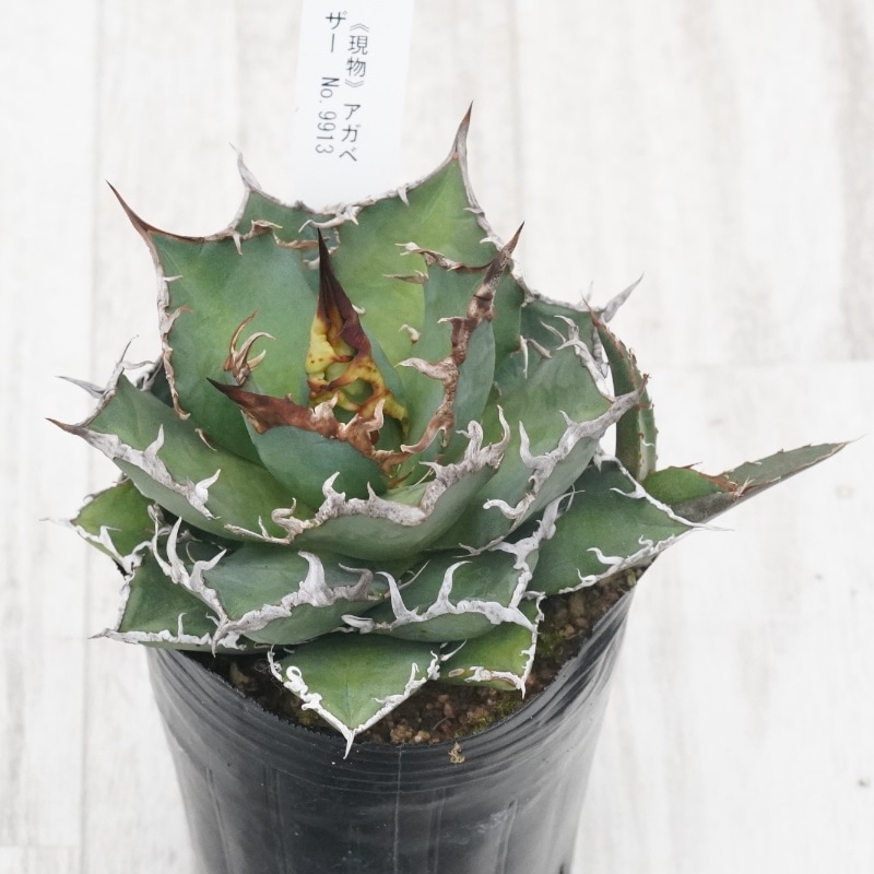 Ըʪե ΥҳդNo.99133