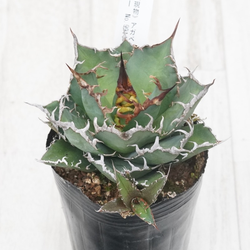 Ըʪե ΥҳդNo.99143