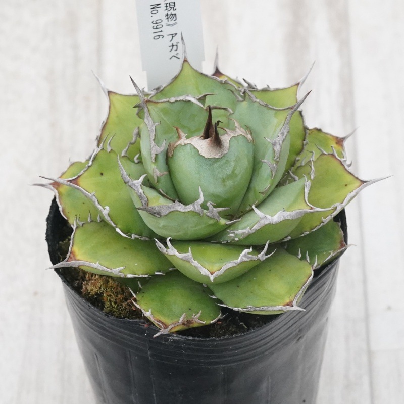 Ըʪե ΥNo.99163